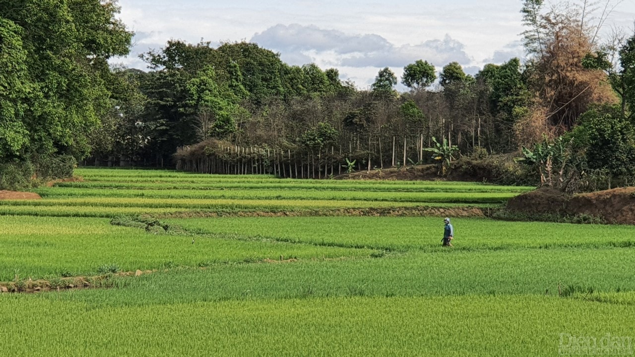 Đất có hướng nhìn ra ruộng lúa, sông, hồ đang trở thành món đầu tưp/bất động sản giá hời.