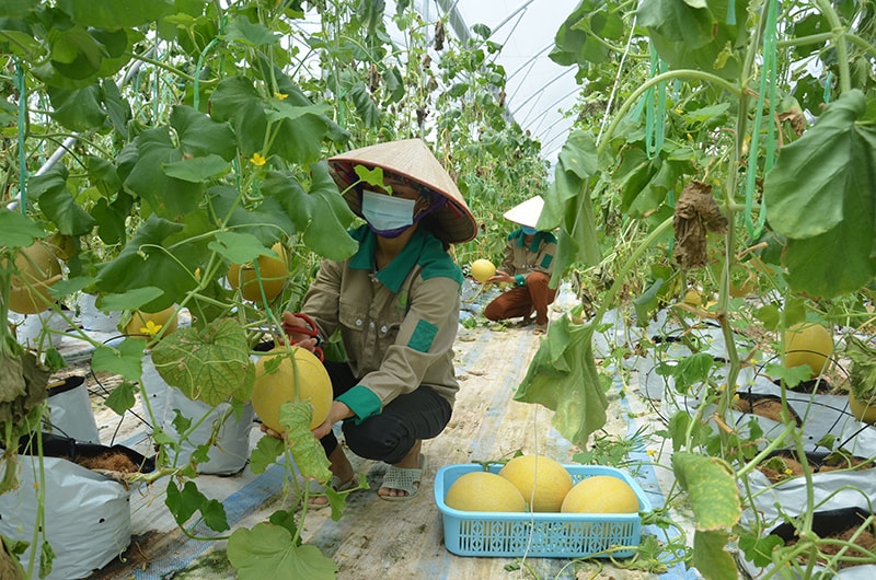 Sản phẩm dưa lưới được trồng theo quy trình công nghệ cao tại huyện Đầm Hà