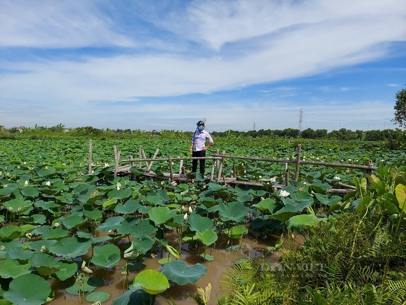 Trên địa bàn huyện Kiến Thuỵ có khoảng 40 ha trồng sen