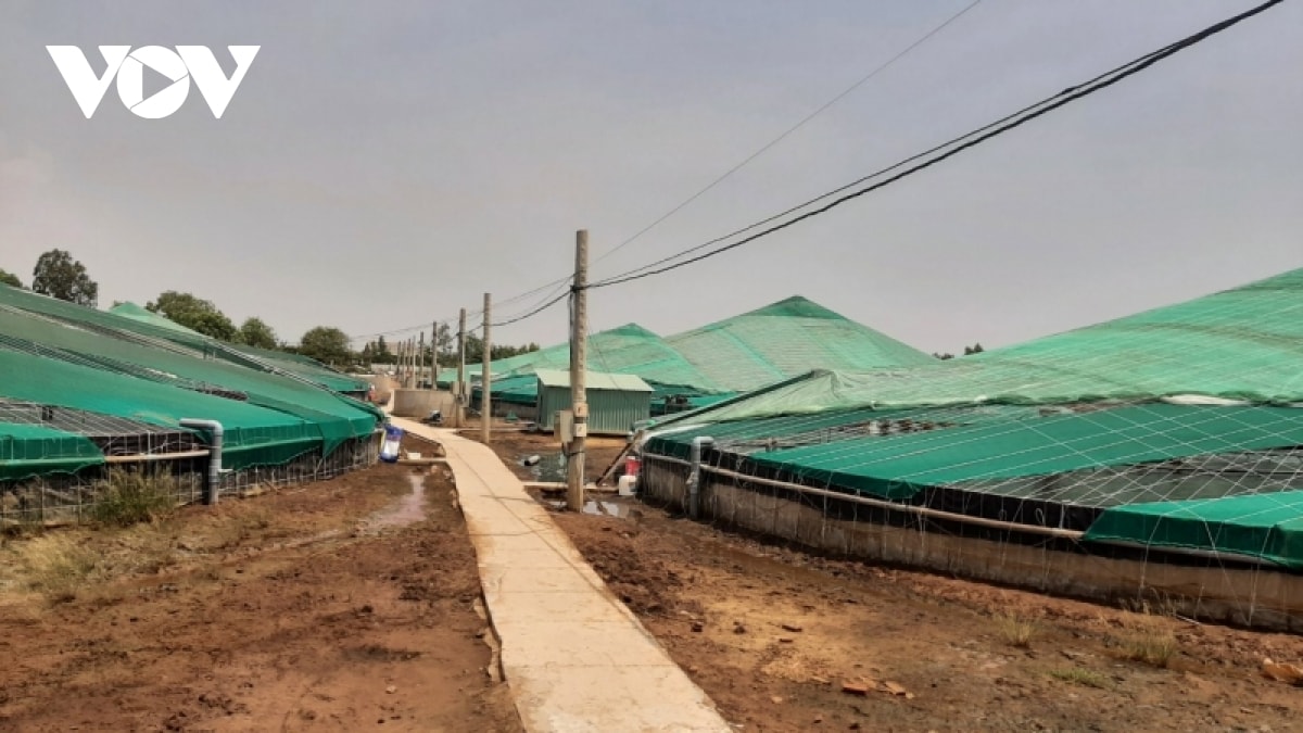 Một trong 5 trang trại nuôi tôm công nghệ cao của anh Ngô Minh Tuấn tại xã Phú Đông, huyện Tân Phú Đông.