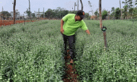 Tiên phong trồng hoa Đà Lạt công nghệ cao, thu tiền tỷ