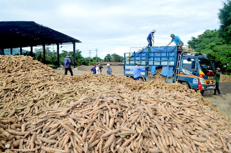 Nếu Công văn 632 thực thi thì các doanh nghiệp ngành sắn sẽ bị phá sản mặc dù thực tế các doanh nghiệp hoạt động kinh doanh đúng pháp luật.