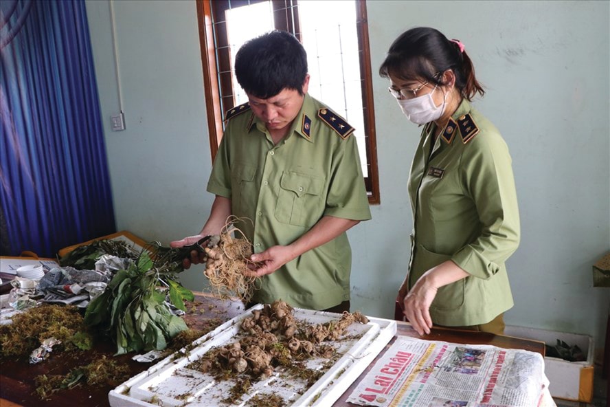  Cơ quan chức năng tỉnh Kon Tum phát hiện lô hàng củ sâm Ngọc Linh giả. Ảnh T.T