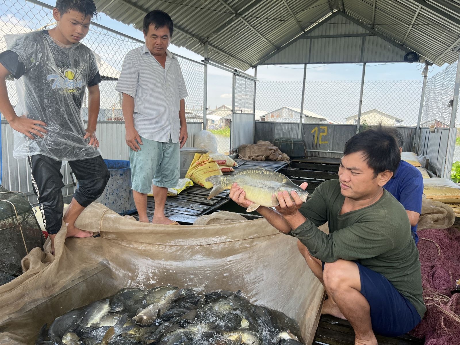 Ông Dũng (giữa) thu hoạch cá chép giòn, bán khắp các tỉnh thành ĐBSCL và TP.HCM; Ảnh: Duy Tân