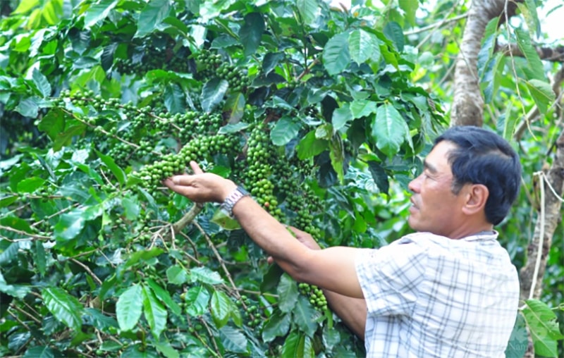 Nhờ canh tác theo hướng hữu cơ, cà phê trong mô hình đã được các đơn vị thu mua với giá cao. Ảnh: M.H.