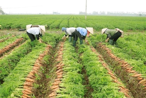 Nông dân Hải Dương thu hoạch cà rốt để tiêu thụ trong nước và xuất khẩu sang thị trường Nhật Bản, Malaysia và các nước Trung Đông, tháng 1/2022