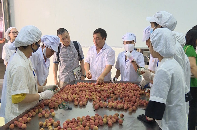 Vải thiều Việt Nam lên sàn thương mại điện tử xuất khẩu sang thị trường Nhật Bản Nhật 