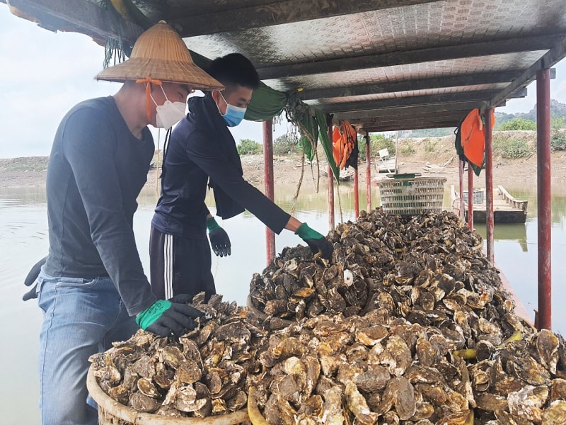 Hiện ước tính có hàng trăm tấn hàu tại Quảng Ninh đã đến vụ thu hoạch, tuy nhiên lại không thể tiêu thụ và đứng trước nguy cơ chết hàng loạt. Ảnh Việt Hoa