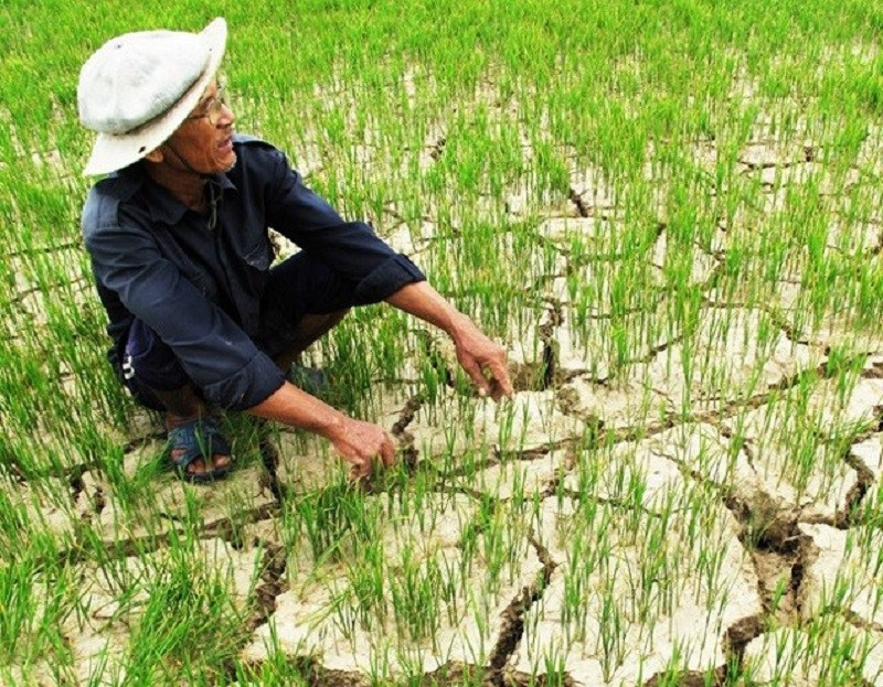 sự gia tăng xâm nhập mặn, hạn hán… sẽ ảnh hưởng nghiêm trọng đến sản xuất nông nghiệp, đặc biệt là sản xuất lúa ở ĐBSCL.