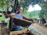 Làm giàu thành công với nghề nuôi ong