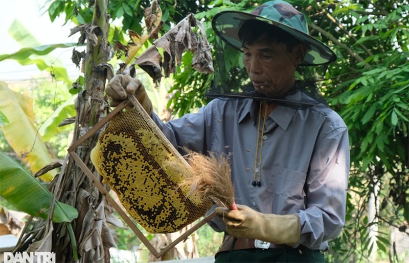 Từ 2 đàn ong, ông Ân đã nhân lên hàng trăm đàn khác.