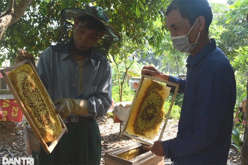 Ông Ân là hội viên nhận ong tài trợ và đã phát triển, mang lại hiệu quả cao nhất.