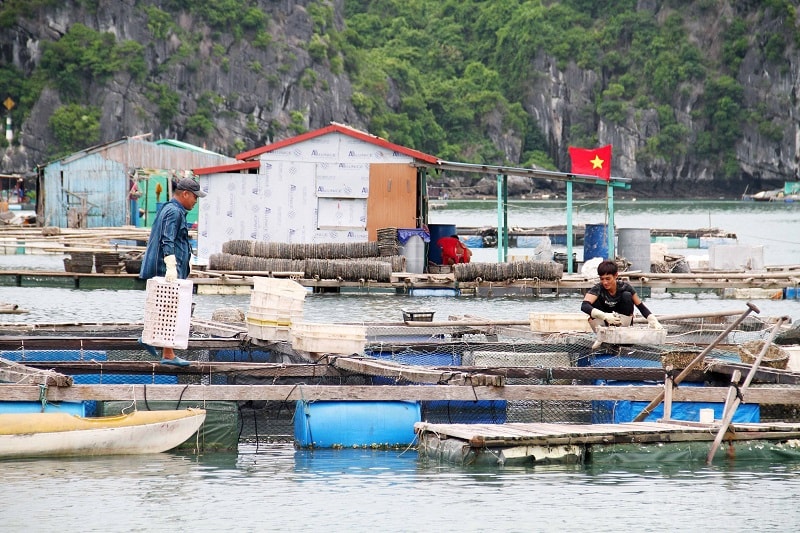 để giải quyết dứt điểm những tồn tại, bất cập, xung đột giữa phát triển nuôi trồng thuỷ sản với công tác bảo tồn, khai thác có hiệu quả giá trị của Danh lam thắng cảnh quần đảo Cát Bà, trong năm 2022, huyện Cát Hải sẽ tháo dỡ 440 cơ sở nuôi trồng thuỷ sản trên các vịnh Cát Bà