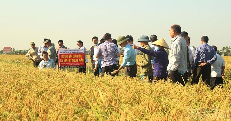 Giống nếp Quýt là giống lúa bản địa của huyện Kim Thành có chất lượng tương đương Nếp Cái hoa vàng nhưng có đặc trưng riêng về mùi thơm, độ dẻo và giá trị dinh dưỡng cao, có đặc điểm sinh học nổi trội: cứng cây, khả năng chịu úng, chống đổ tốt, tỷ lệ gạo lật cao.