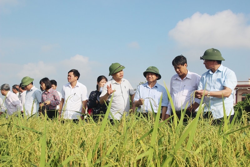 Xây dựng thành công mô hình sản xuất giống nếp Quýt thương phẩm cho năng suất cao hơn mô hình sản xuất đại trà của địa phương, bước đầu hình thành chuỗi giá trị của sản phẩm từ giống, sản xuất và chế biến, tiêu thụ sản phẩm