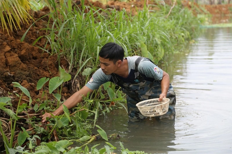 Anh Hội thu hoạch ốc đã đến độ trưởng thành (Ảnh: Văn Trực).