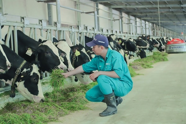 Trang trại Vinamilk Green Farm - mô hình trang trại công nghệ cao đi đôi với phát triển bền vững được Vinamilk giới thiệu vào năm 2021. (Hình: Duy Nhất) 