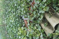 Lỗ 100 triệu đồng, sau 2 tháng vật vã đào ao nuôi cua đồng