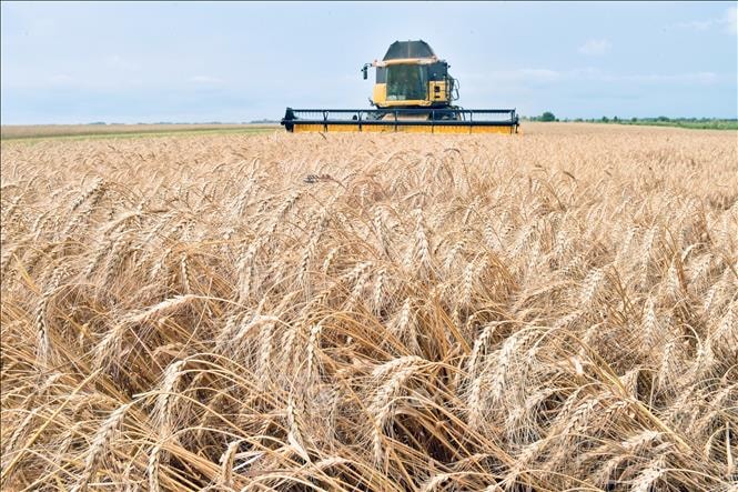 Nga và Ukraine đều là những nước xuất khẩu ngũ cốc lớn nhất thế giới