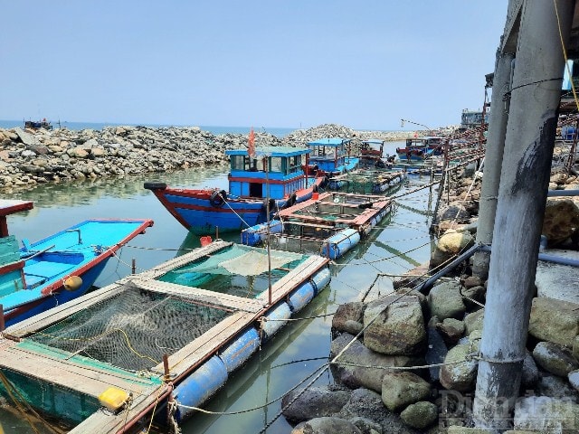 Ông Chu Văn Quang, Phó Chủ tịch UBND xã Kỳ Lợi (thị xã Kỳ Anh) cho biết, tại khu vực bờ biển thôn Hải Phong hiện nay có 19 hộ dân chuyên kinh doanh các loại hải sản tươi sống, chất lượng, trong đó đặc biệt là món hải sản “đặc sản” mực nhảy Vũng Áng. “Từ đầu hè đến nay khách trong và ngoài tỉnh về khu vực bè nổi Vũng Áng thưởng thức món mực nhảy khá đông, có nhiều thời điểm mực nhảy “cháy” hàng, nhất là những ngày lễ. Năm nay, mực nhảy khá được giá và tiêu thụ thuận lợi nên bà con rất phấn khởi sau thời gian dài bị ảnh hưởng bởi dịch COVID-19”, ông Quang cho biết.