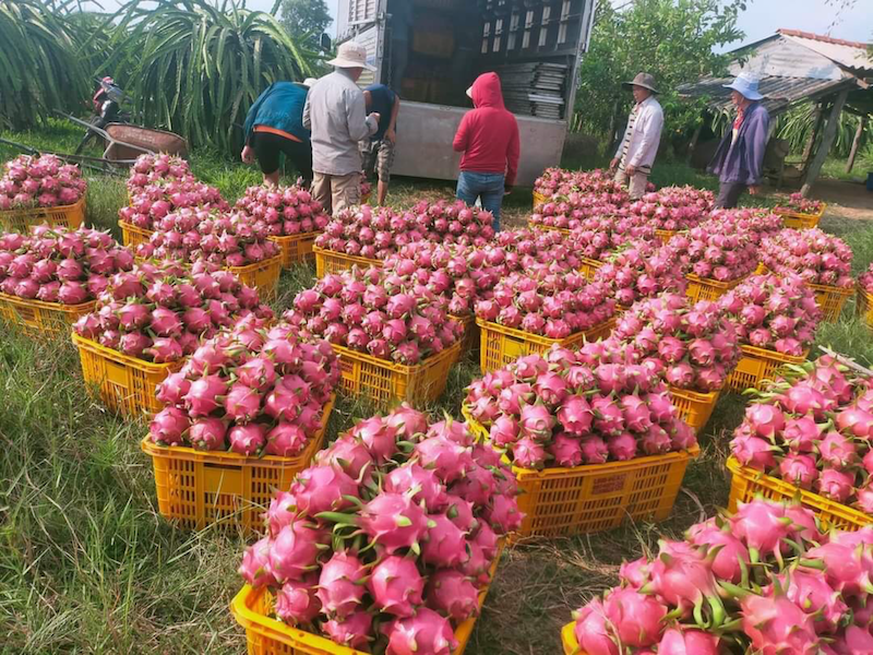 Trung Quốc phong toả nhiều thành phố làm gián đoạn hoạt động xuất khẩu nông sản.