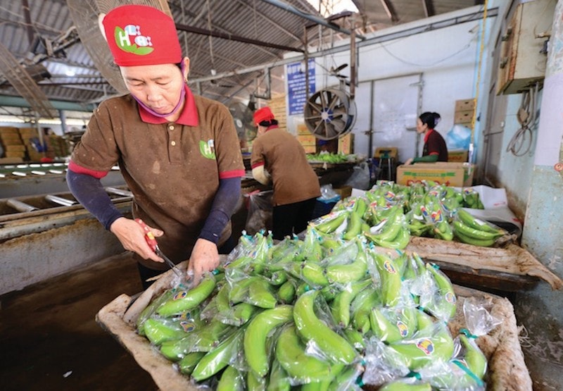 Giá cước vận chuyển một kg chuối cùng kỳ năm ngoái chỉ 2.000 đồng thì nay tăng lên 7.500 đồng, tăng gần 4 lần so với tháng 4/2021.
