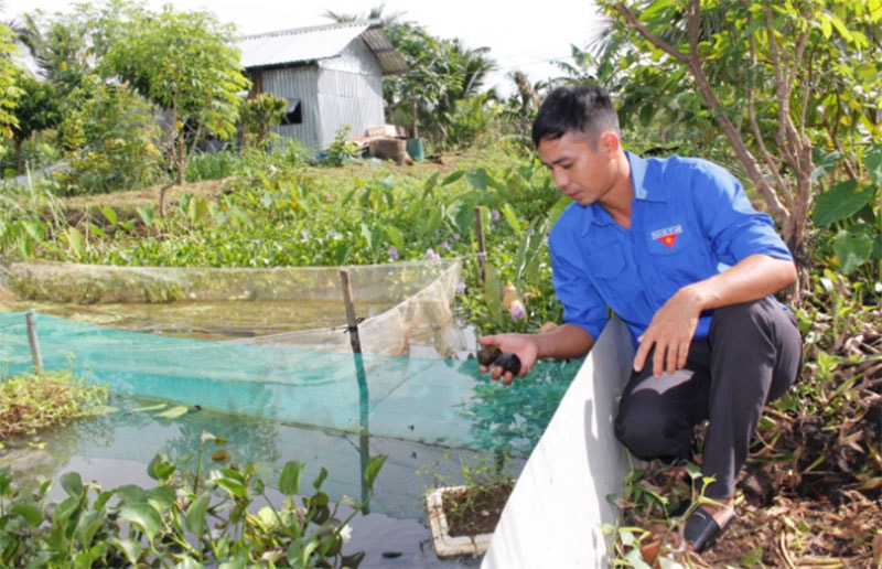 Anh Hội kiểm tra ao nuôi ốc nhồi của gia đình. Ảnh: Quốc An.