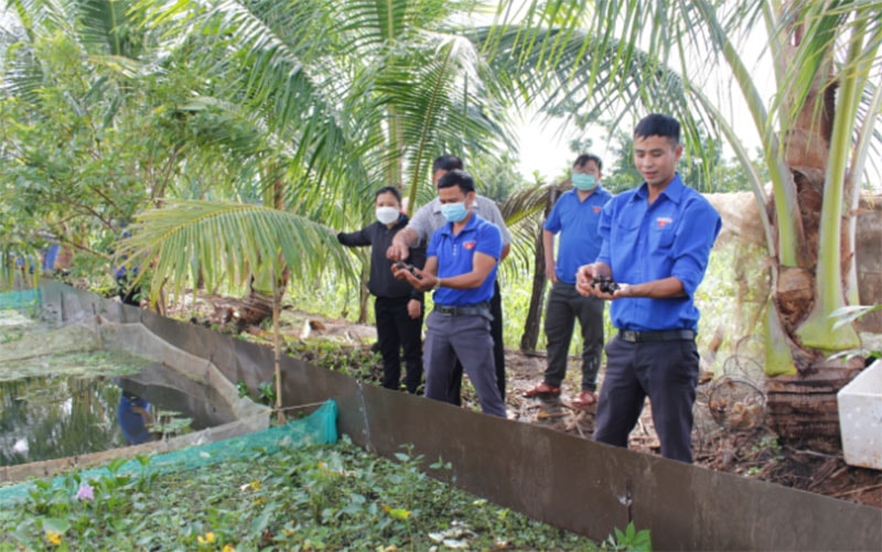 Nhiều đoàn viên, thanh niên trong và ngoài huyện Buôn Đôn đến tham quan, học hỏi mô hình nuôi ốc nhồi của anh Hội. Ảnh: Quốc An.
