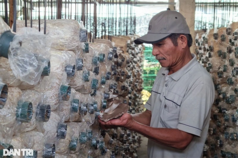 Ông Lê Văn Giới giới thiệu về loại nấm bào ngư xám tại trang trại của ông (Ảnh: Khánh Hồng).