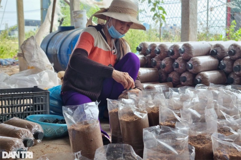 Trang trại nấm của ông Giới hiện có 7 người làm và được trả lương 200.000 đồng/ngày/người (Ảnh: Khánh Hồng).