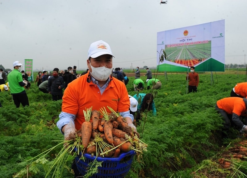 Khách du lịch thích thú trải nghiệm lễ hội thu hoạch cà rốt tỉnh Hải Dương năm 2022