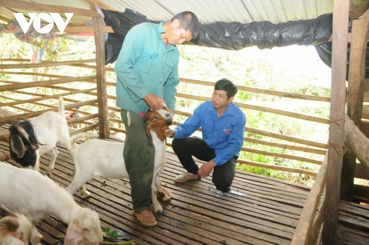 Do dê chưa thích ứng được với khí hậu núi đá cao, anh Phong đã khắc phục bằng cách tiêm và cho dê uống thuốc.