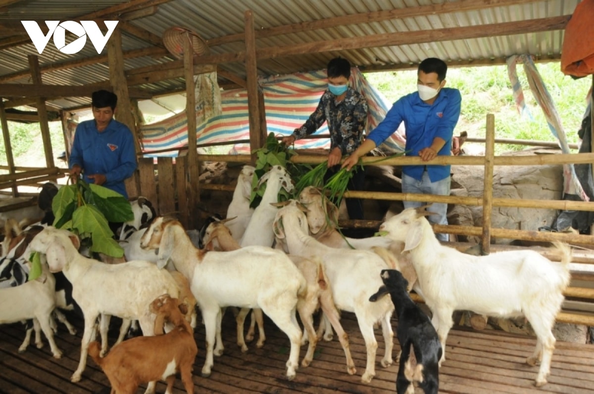 Anh Phong cũng sẵn sàng chia sẻ kinh nghiệm, hỗ trợ con giống cho các bạn đoàn viên thanh niên trong khu vực.