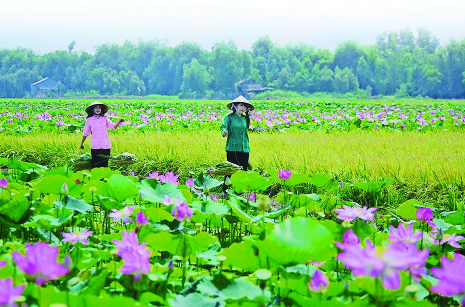 Năm 2022, tỉnh Đồng Tháp dự kiến sẽ đón 3 triệu lượt khách du lịch, tổng thu từ du lịch đạt 1.000 tỷ đồng.