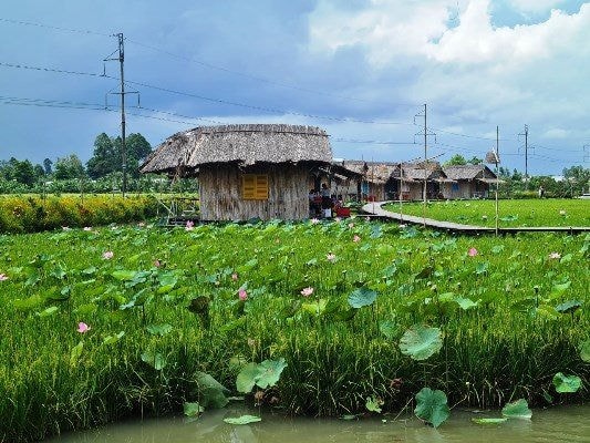 Du lịch ĐBSCL trong giai đoạn hiện nay với lợi thế đặc trưng cây lúa, con cá, trái cây và gắn với hệ sinh thái nông nghiệp