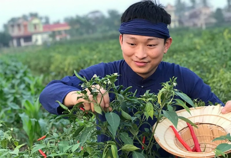 Lê Minh Cương với quy trình thu hái ớt tươi.