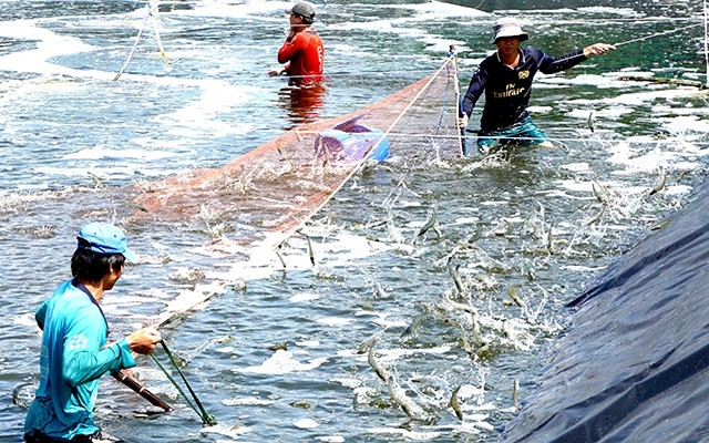 Tuy nhiên, sự liên kết giữa các vùng, nhất là vùng đồng bằng sông Cửu Long còn lỏng lẻo, hạ tầng yếu kém.