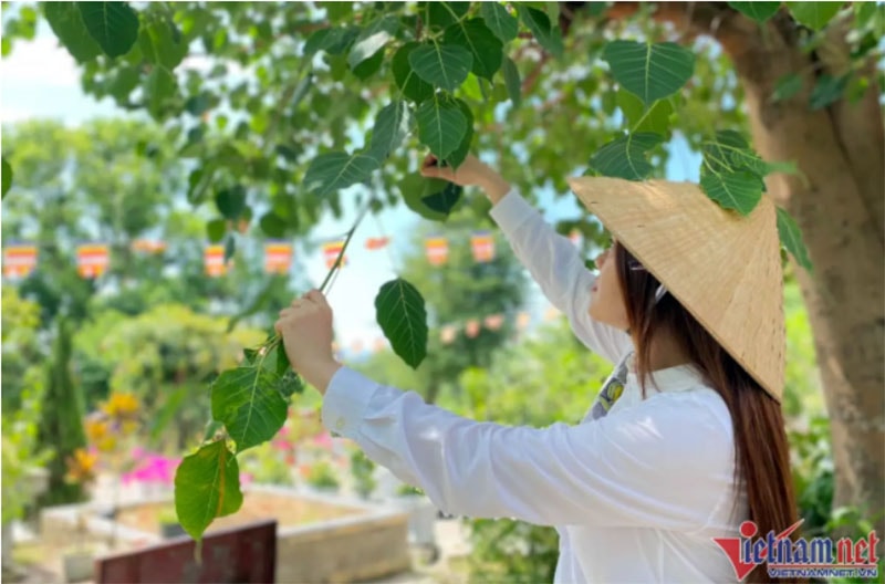 Lá bồ đề, bàng, bằng lăng được hái và ngâm hơn 1 tháng