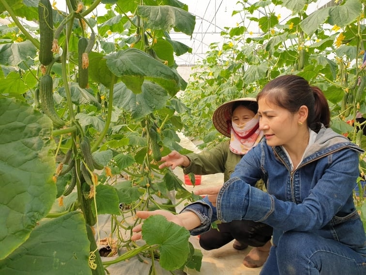 Lê Thị Vân (bên phải) hướng dẫn nông dân kỹ thuật sản xuất nông nghiệp công nghệ cao. 