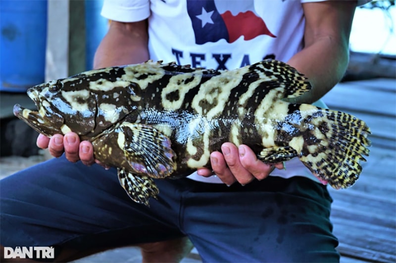 Cá mú trân châu đang hút hàng, giá lên đến 300.000 đồng/kg mà vẫn không đủ bán (Ảnh: Bảo Kỳ).