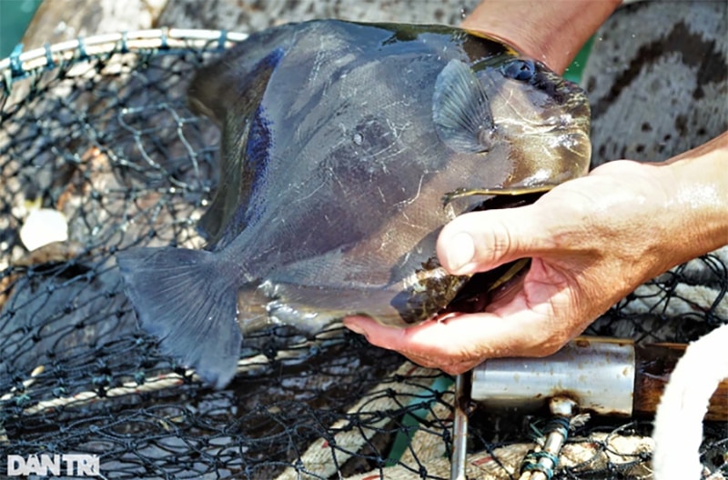 Cá tai tượng có giá trên 100.000 đồng/kg (Ảnh: Bảo Kỳ).