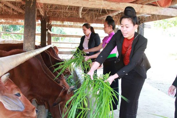 Nhiều mô hình kinh tế gia đình của đồng bào DTTS tại Sơn La phát triển bền vững nhờ phát triển hiệu quả nguồn vốn tín dụng chính sách