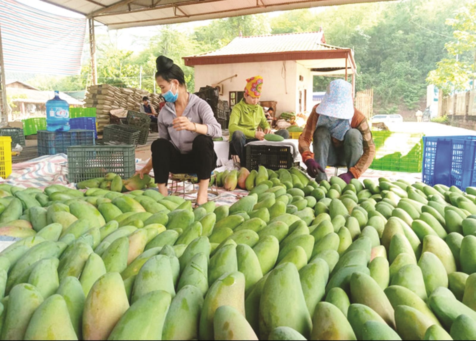 Xoài Yên Châu đạt tiêu chuẩn xuất khẩu sang châu Âu