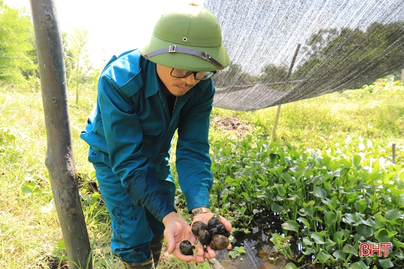 Ốc thương phẩm giá bán trên thị trường khoảng 100.000/kg