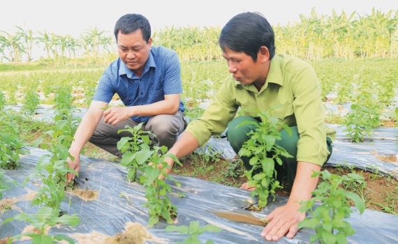 Anh Chuân (người bên phải) chăm sóc từng gốc cây dược liệu một cách cẩn thận.