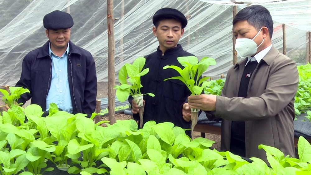 Anh Hoàng Xuân Mau (giữa) giới thiệu khu vực trồng rau trong 