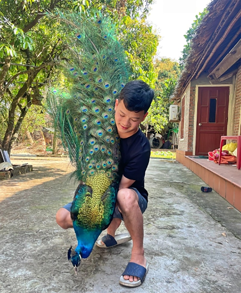 Chim công má vàng đặc trưng với 2 má (2 tai có màu vàng) và bộ lông sặc sỡ nhiều màu