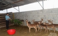 Kỹ sư lâm nghiệp khởi nghiệp thành công từ nuôi hươu