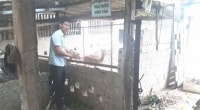 Khởi nghiệp nông nghiệp: Doanh thu hơn 1 tỷ đồng/năm nhờ nuôi hươu sao