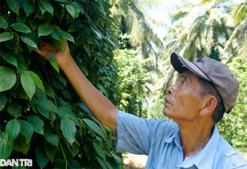 Độc chiêu cho cây tiêu đu bám trên cây dừa của ông Cấp đạt hiệu quả kép.